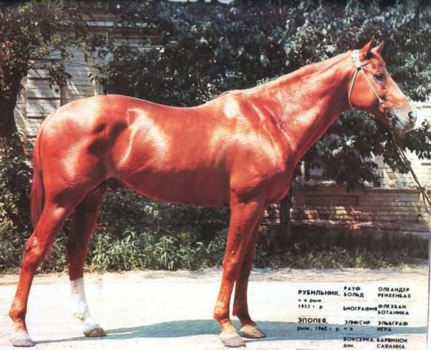 Файл:Асмаев Виктор Карпович 004.jpg