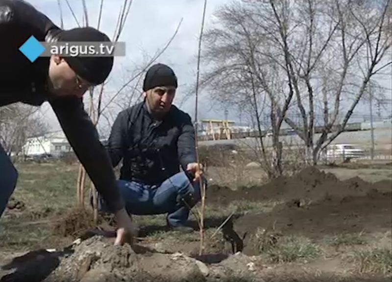Файл:Посадка деревьев. Улан-Удэ. 2015-4.jpg